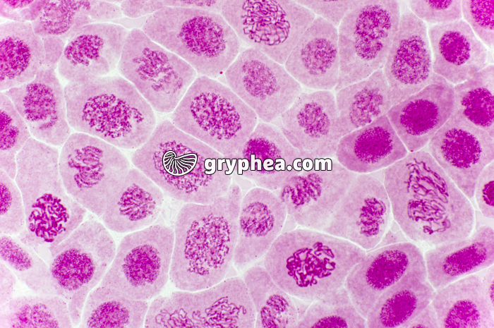 Mitose racine d'Ail (prophases) coloration Carmin acétique x200 - gryphea.com